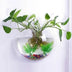 Wall-Mounted Fish Bowl